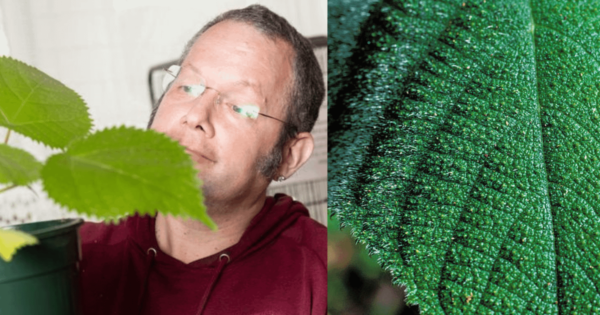 Amazing world's most dangerous plant gympie-gympie UK man planted at home, this plant causes excruciating pain and thoughts of suicide. 